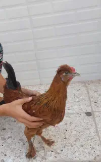 خروس جوان پاپر و کاکلی