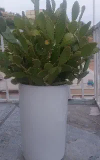 کاکتوس