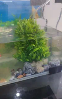 صخره وگل اکواریوم