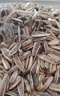 تخمه نمکی سنقری ممتاز