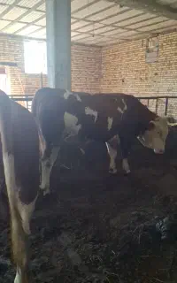 فروش گاو نر