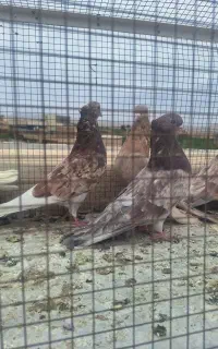 کفتر سرور