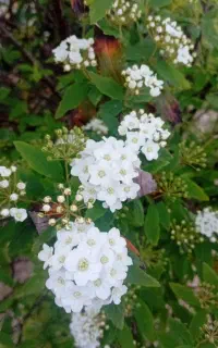 همه کارو میتونم انجام بدم