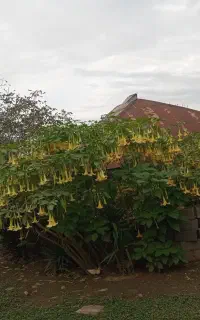 ویلا کوهپایه