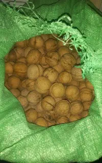 گردودرجه یک