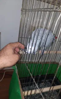 طوطی کاسکو دم قرمز