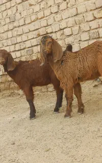 دوتا.کهره مری جملی