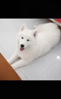 سگ هاسکی