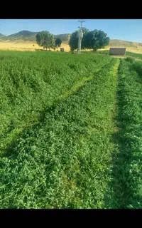 یونجه ساق ریز گوسفندی