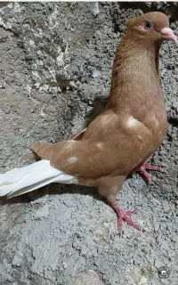 باسلام یه کبوتر ماده