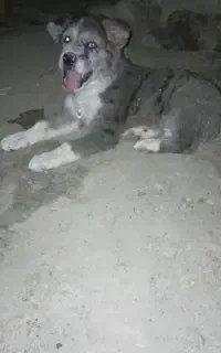 واگذاری توله خراسانی اصل