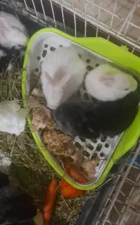 فروش توله خرگوش و همستر