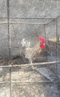 خروس جوان سرحال