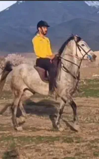 اسب