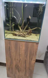 اکواریوم ریملس شرکتی