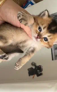 گربه بریتیش گلد و سیلور