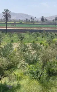 پاجوش مجول و نَر غنامی سفید