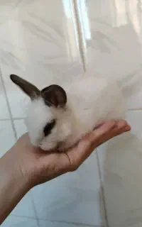 بچه خرگوش