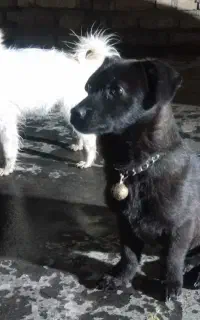 سگ ژرمن و دو عدد پاپی