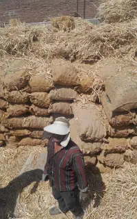 سیر قرمز بذری آذر شهر درجه ۱ به ضمانت