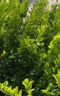 نهال لیمو