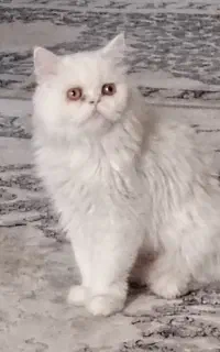 واگذاری پرشین ماده