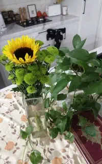 بذر گل آهار