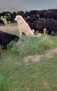 سگ گله ای ۱۳ ماهه درجه یک