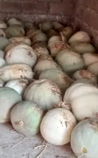 کدوی سفید