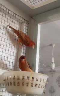 جفت قناری سرخ سوخته با جوجه