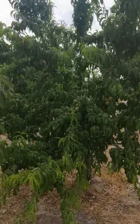 فروش باغ شهری  بخش سیدان