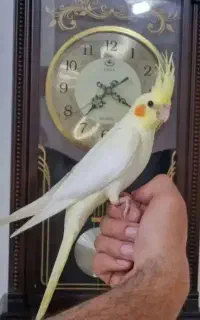 عروس هلندی زعفرانی