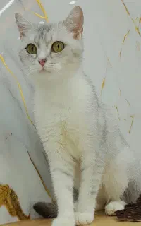 گربه سیلور ماده