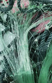 تور شیری و سنگسری