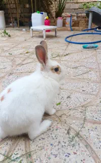 خرگوش