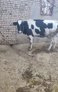 گاو شیری هلشتاین