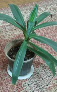 گل گهواره موسی