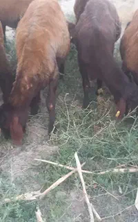 بره ماده هترو
