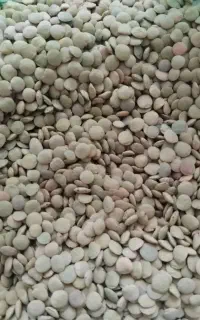 عدس خوشبخت و خوشمزه