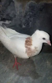 طوقی نیمه دایه سرحال