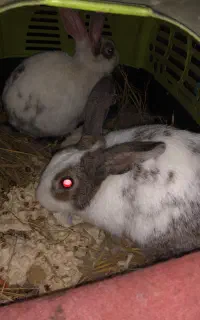 خرگوش نر و ماده