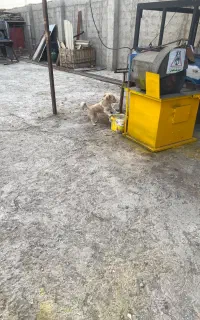 سگ پاکوتاه
