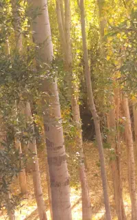 چوب تبریزی
