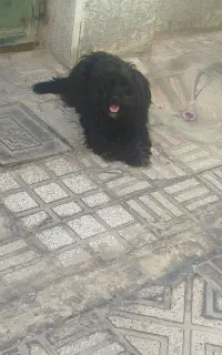 سگ نژاد شیتسمو خرسی