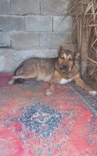واگذاری سگ ماده نژاد سرابی