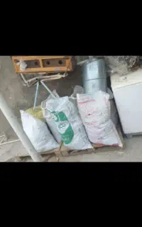 کودکبوتر