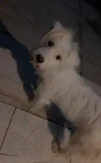 پشمک