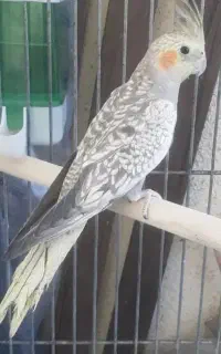 عروس هلندی