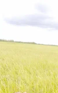 نگهبانی و کار کشاورزی