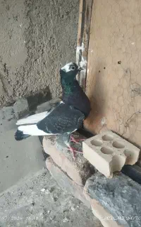 شازده گمشده